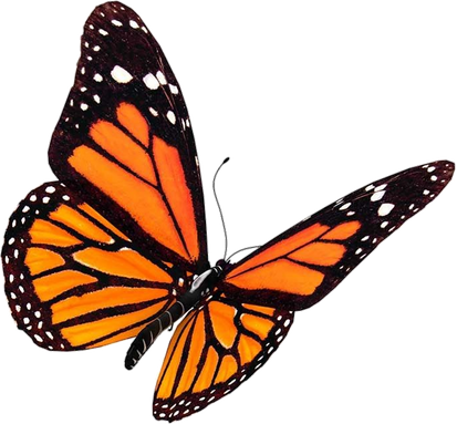 Monarch Orange Butterfly 