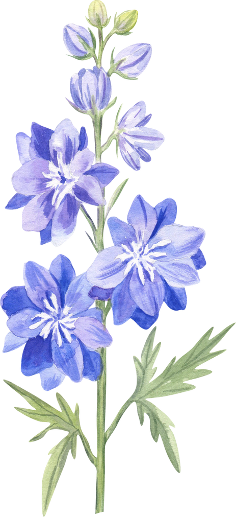 Larkspur Flower Watercolor